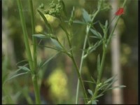 ����� � ��������. �������� �������� (���������)