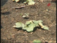 ������ �������� (���������)