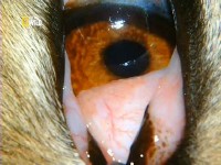 ��������� ��������� ������� (2 �����: 1 �����). �������� ���� / Wild Case Files. Poison Beach (2012) SATRip 