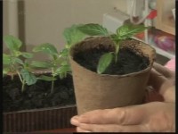 ����� �����. �������� ����� � ��������� (���������)