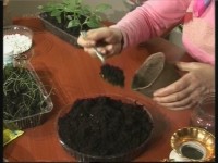 ����� �����. �������� ����� � ��������� (���������)