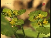 ������� ������. �������� � �������������� (���������)