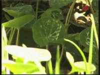 ������� ������. �������� � �������������� (���������)