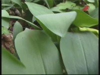 ������� ������. ������ � ������ (���������)