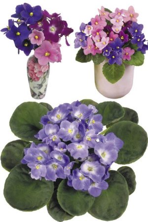 ������ - ��������� ��������