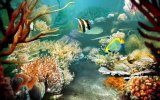 Tropical Fish 3D Screensave 1.2.0.7.