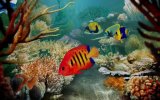 Tropical Fish 3D Screensave 1.2.0.7.