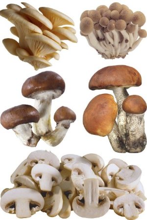 ����� - ������� ��������� �������� �����������