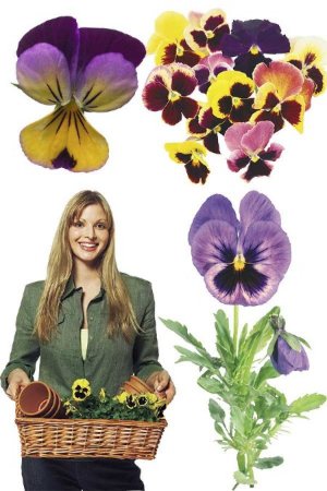 ����� ������� ������ - �������� �������� �����������