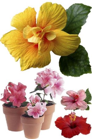 ����� �������� - �������� �������� �����������