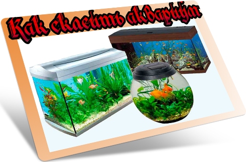 ��� ������� �������� (2012) DVDRip