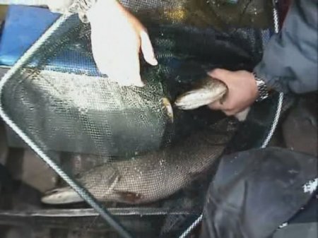 �������� ���� ����� ���������� (2006) DVDRip