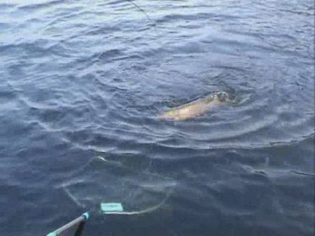 �������� ���� ����� ���������� (2006) DVDRip