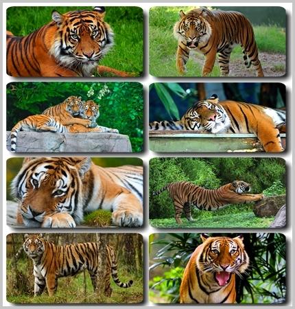 ����� - HQ ���� � ��������� ��� �������� �����