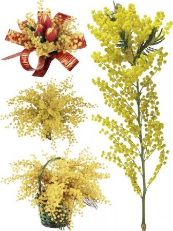 ������ - ��������� ��������