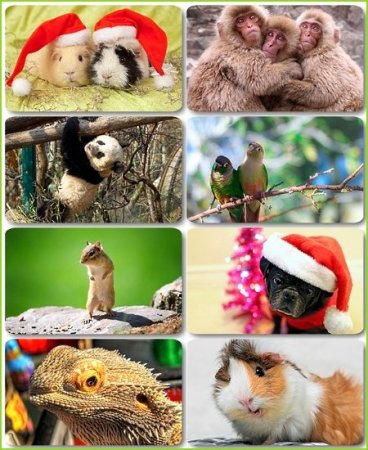 ��� �������� �������� - 114 HQ �����