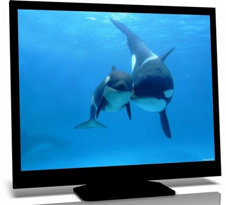 Wallpapers of animals - 328 new HD pictures