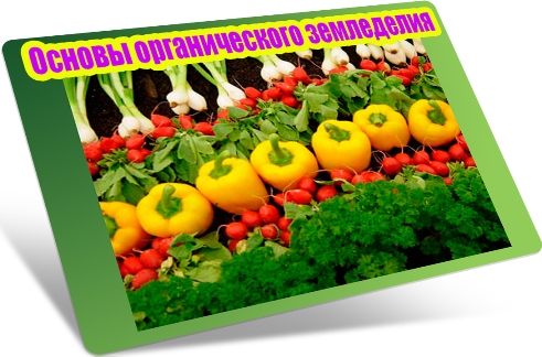 ������ ������������� ���������� (2012) DVDRip