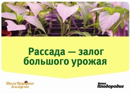 ������� ����� �������� ������ (2012) DVDRip