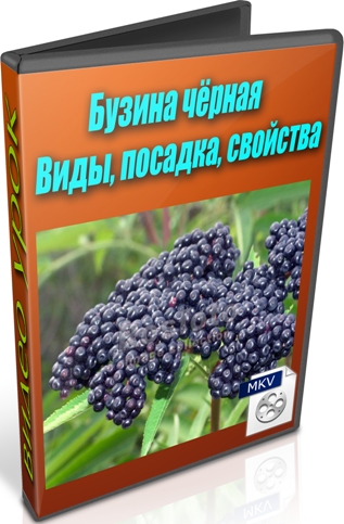 ������ ������. ����, �������, �������� (2012) DVDRip