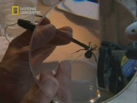 ����� ���������. �������� ����� (2005) TVRip