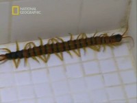 ����� ���������. �������� ����� (2005) TVRip