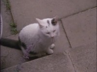 NG: �����: �������� ����� / NG: Cats: Caressing The Tiger (1991) DVDRip