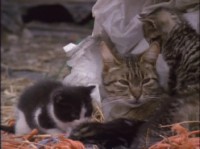 NG: �����: �������� ����� / NG: Cats: Caressing The Tiger (1991) DVDRip
