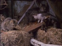 NG: :   / NG: Cats: Caressing The Tiger (1991) DVDRip