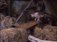 NG: �����: �������� ����� / NG: Cats: Caressing The Tiger (1991) DVDRip