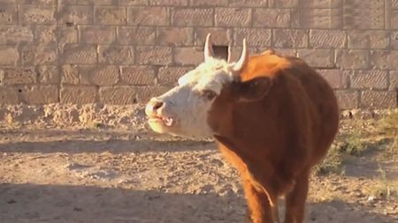 01-172 +100500 (2010-2012) WEBRip