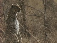 ����� ���. ������ / Fast Food (Robert Lindsney) (2000) TVRip