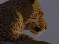 ����� ���. ������ / Fast Food (Robert Lindsney) (2000) TVRip