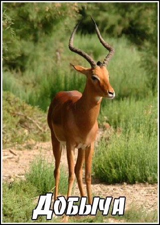 ����� ���. ������ / Fast Food (Robert Lindsney) (2000) TVRip