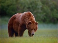 ������ - ��� ������� / Alaska - Spirit of the Wild (2005) DVDRip