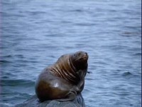 ������ - ��� ������� / Alaska - Spirit of the Wild (2005) DVDRip