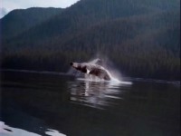 ������ - ��� ������� / Alaska - Spirit of the Wild (2005) DVDRip