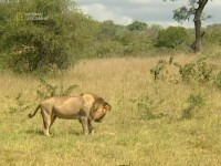 ������� ���� ������� ����� / Big Cat Challenge (2002) SATRip