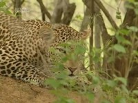 ������� ���� ������� ����� / Big Cat Challenge (2002) SATRip