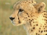 ������� ���� ������� ����� / Big Cat Challenge (2002) SATRip