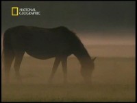 ������� �������. ������� ��������� / Horses Empire. A History of Conquest (2003) SATRip