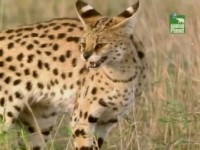 ���� ������� ����� � ��������� / Five Big Cats and a Camera (2004) SATRip