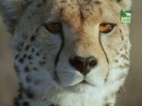 ���� ������� ����� � ��������� / Five Big Cats and a Camera (2004) SATRip