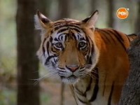 ������� �������� ��� / Danger In Tiger Paradise (2002) TVRip