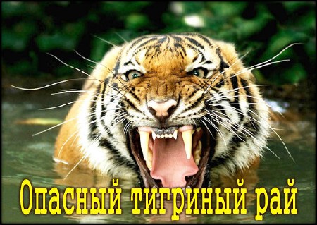 ������� �������� ��� / Danger In Tiger Paradise (2002) TVRip