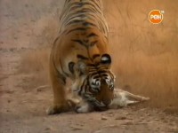������� �������� ��� / Danger In Tiger Paradise (2002) TVRip