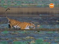 ������� �������� ��� / Danger In Tiger Paradise (2002) TVRip