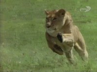 ����� �������. ��� ��� �������� / Crater. Africa's Predator Paradise (2000) TVRip