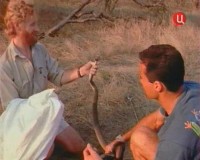 ���� ���� / Snake Bite (2004) TVRip