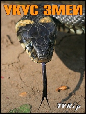 ���� ���� / Snake Bite (2004) TVRip